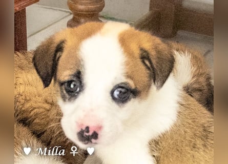 Milena, Milka und Milla suchen ab März ein Zuhause