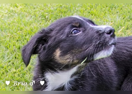 Stella, Alma und Brio suchen  ein Zuhause