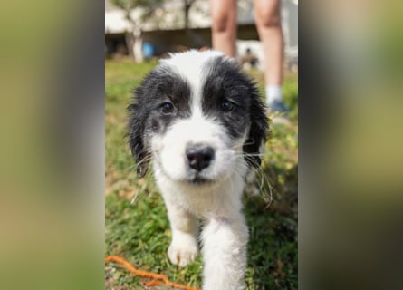 Ava, Aris und Alma suchen  ein Zuhause