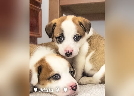 Milka und Milla suchen ab März ein Zuhause