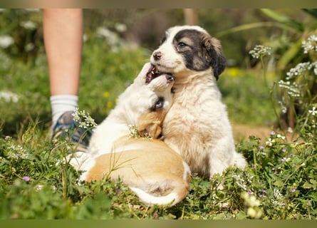 Ava, Aris und Alma suchen  ein Zuhause