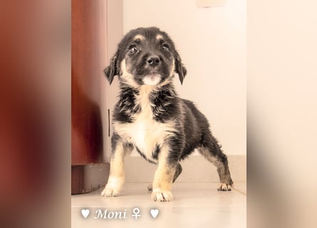 Moni, Martha, Mira und Mary suchen ab März ein Zuhause