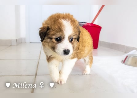 Milena, Milka und Milla suchen ab März ein Zuhause