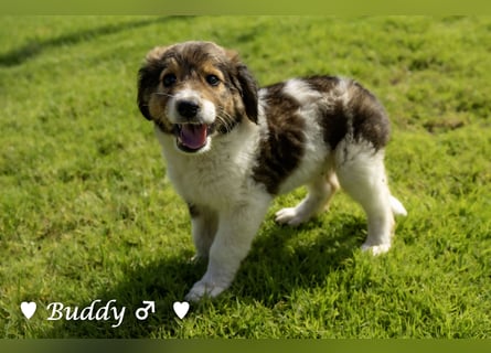 Bernie, Bertie und Buddy suchen ab August ein Zuhause