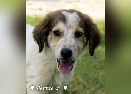 Bernie, Bertie und Buddy suchen ab August ein Zuhause