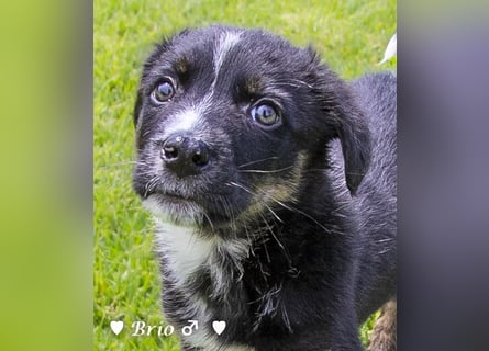 Stella, Alma und Brio suchen  ein Zuhause