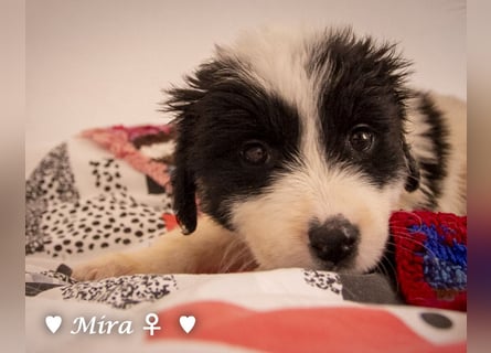 Moni, Martha, Mira und Mary suchen ab März ein Zuhause