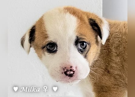 Milena, Milka und Milla suchen ab März ein Zuhause