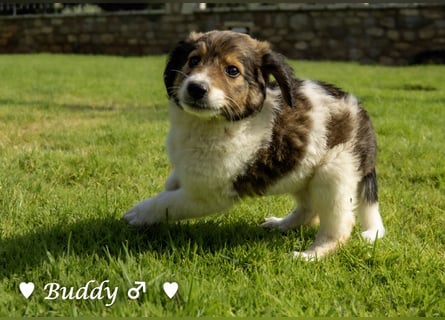 Bernie, Bertie und Buddy suchen ab August ein Zuhause