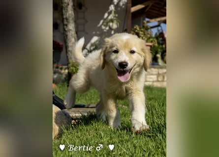 Bernie, Bertie und Buddy suchen ab August ein Zuhause