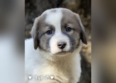 Zwei Fellknäuel  suchen ein Zuhause