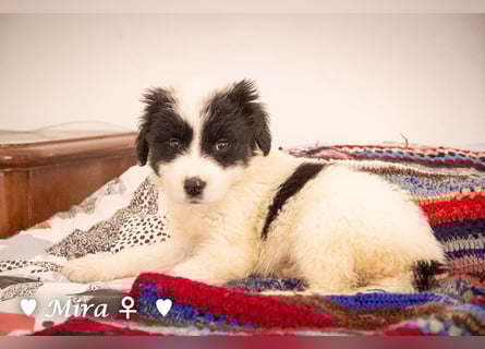 Moni, Martha, Mira und Mary suchen ab März ein Zuhause