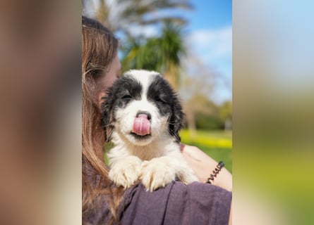 Ava, Aris und Alma suchen  ein Zuhause