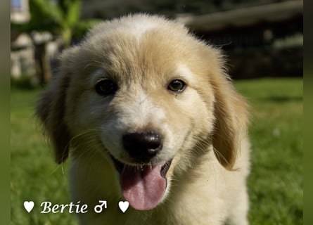 Bernie, Bertie und Buddy suchen ab August ein Zuhause