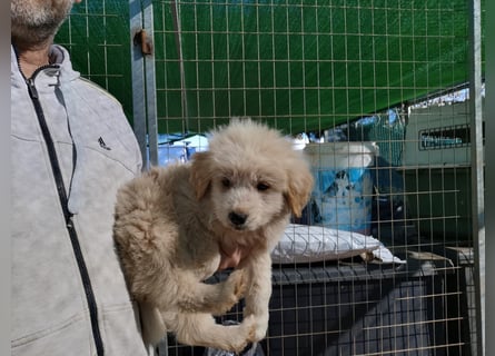 Milena, Milka, Milla, Molly und Minnie suchen ab März ein Zuhause