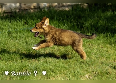 Bernie, Bertie und Buddy suchen ab August ein Zuhause
