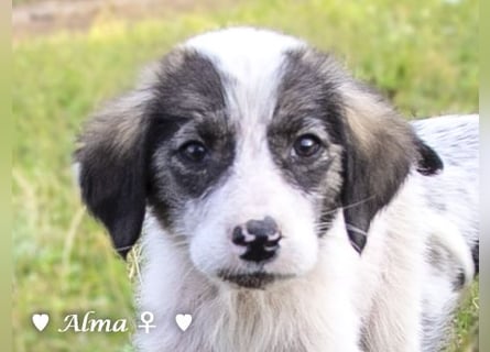 Stella, Alma und Brio suchen  ein Zuhause