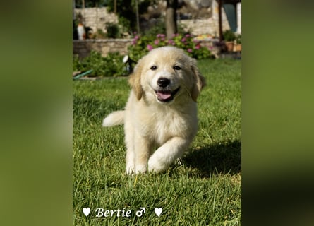 Update: Nur Bertie und Bonnie  suchen  noch ab August ein Zuhause
