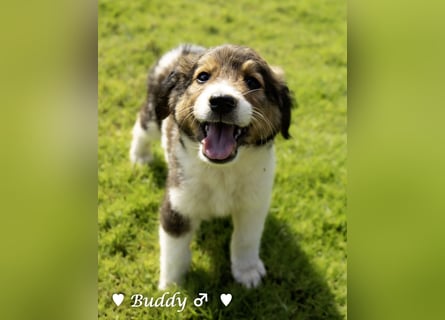 Bernie, Bertie und Buddy suchen ab August ein Zuhause