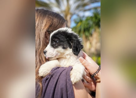 Ava, Aris und Alma suchen  ein Zuhause