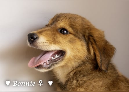Bernie, Bertie und Buddy suchen ab August ein Zuhause