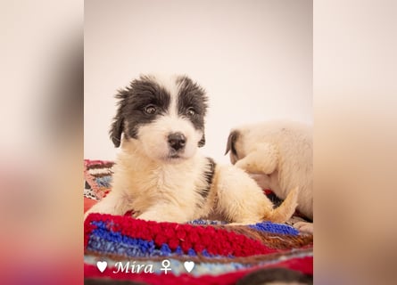 Moni, Martha, Mira und Mary suchen ab März ein Zuhause