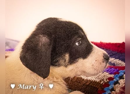 Moni, Martha, Mira und Mary suchen ab März ein Zuhause