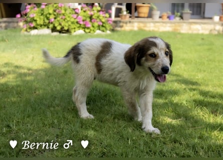 Bernie, Bertie und Buddy suchen ab August ein Zuhause