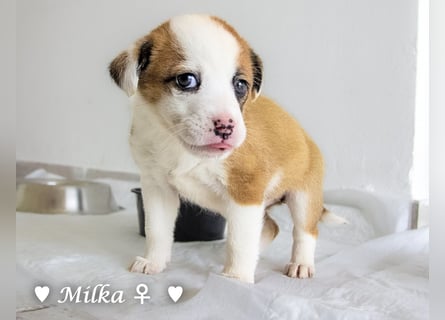 Milka und Milla suchen ab März ein Zuhause