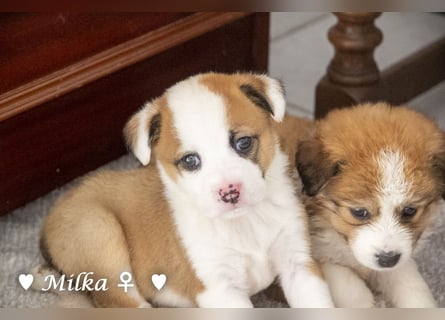 Milena, Milka und Milla suchen ab März ein Zuhause