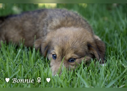 Bernie, Bertie und Buddy suchen ab August ein Zuhause