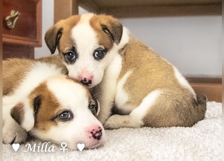 Milena, Milka und Milla suchen ab März ein Zuhause