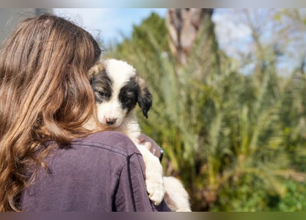 Ava, Aris und Alma suchen  ein Zuhause