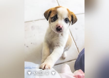 Milena, Milka und Milla suchen ab März ein Zuhause