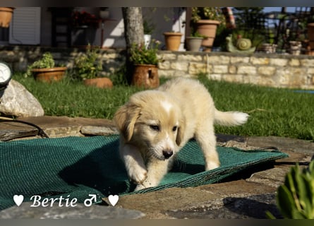 Bernie, Bertie und Buddy suchen ab August ein Zuhause