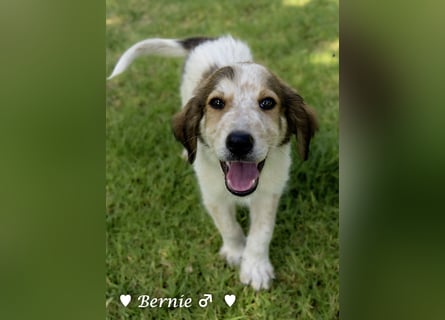 Bernie, Bertie und Buddy suchen ab August ein Zuhause