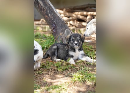 Ava, Aris und Alma suchen  ein Zuhause