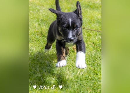 Stella, Alma und Brio suchen  ein Zuhause