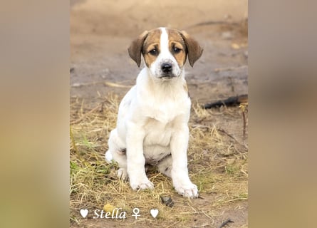 Stella, Alma und Brio suchen  ein Zuhause