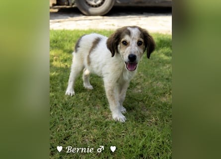 Bernie, Bertie und Buddy suchen ab August ein Zuhause