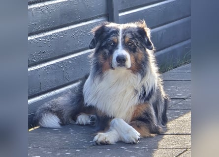 Deckrüde Australian Shepherd Blue Merle MADDOX