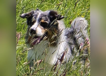 Deckrüde Australian Shepherd Blue Merle MADDOX