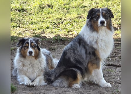 Deckrüde Australian Shepherd Blue Merle MADDOX