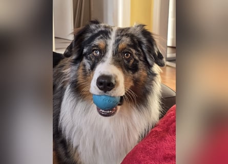 Deckrüde Australian Shepherd Blue Merle MADDOX