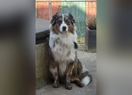 Deckrüde Australian Shepherd Blue Merle MADDOX