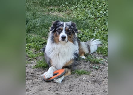 Deckrüde Australian Shepherd Blue Merle MADDOX