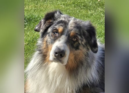 Deckrüde Australian Shepherd Blue Merle MADDOX