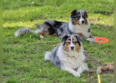 Deckrüde Australian Shepherd Blue Merle MADDOX