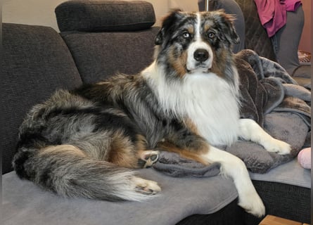 Deckrüde Australian Shepherd Blue Merle MADDOX