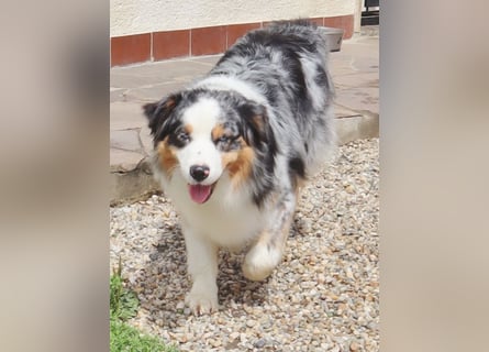 Australian Shepherd Deckrüde, ASCA, blue merle, ohne Gendefekte